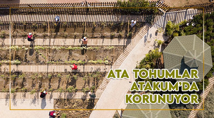 Ata tohumlar, Atakum’da korunuyor