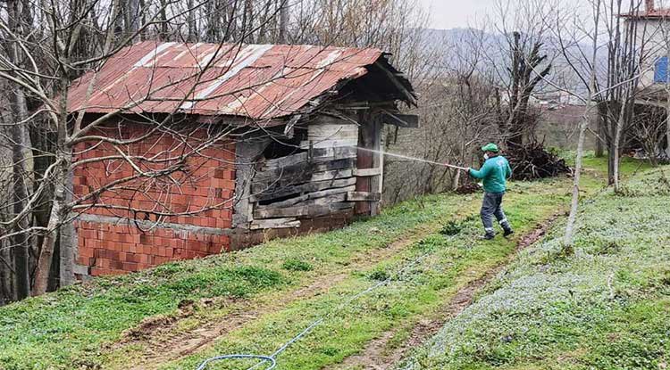 Canik'te Kokarca mücadelesine tam not