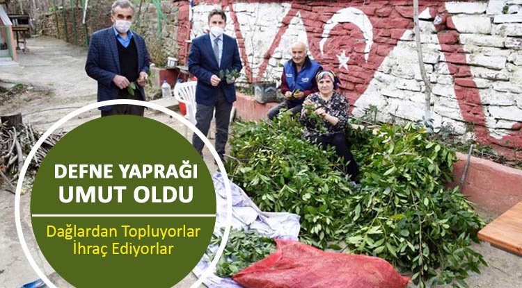 Defne yaprağı ekmek kapısı oldu