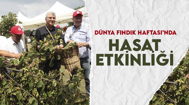 Dünya Fındık Haftası’nda hasat etkinliği