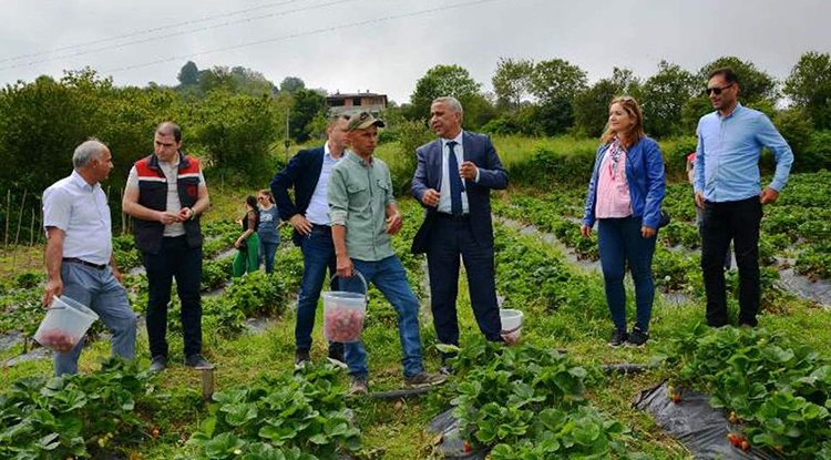 Dürtmen Yaylası'nda çilek hasadı başladı