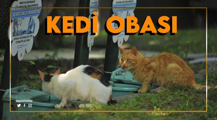 Kasabalı kedilere Büyükşehi'rden 'oba' konforu