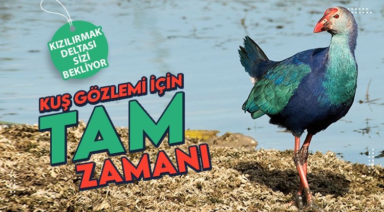 Kızılırmak Deltası'nda kuş gözlemi için tam zamanı