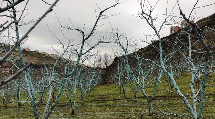 Meyvelerde bordo bulamacı uygulama zamanı
