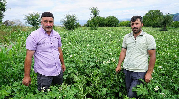Patates üreticileri memnun