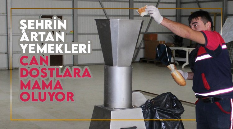 Samsun'da artan yemekler can dostlara 'mama' oluyor