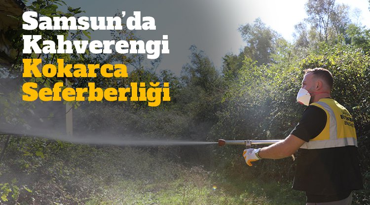 Samsun'da Kahverengi Kokarca seferberliği