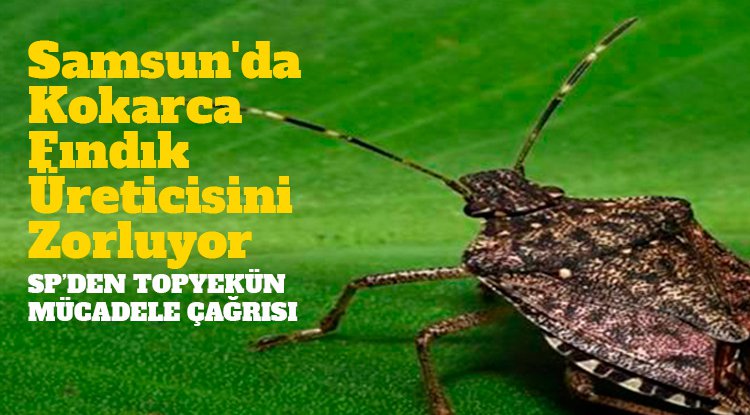 Samsun'da kokarca fındık üreticisini zorluyor