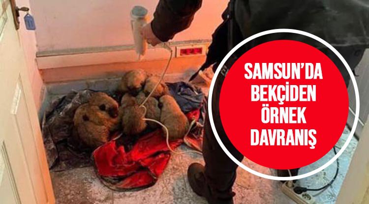 Samsun'da yavru köpeklere bekçi şefkati