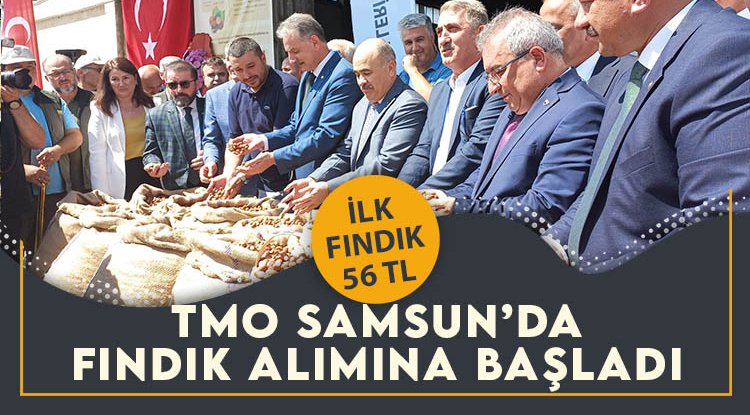 TMO Samsun'da fındık alımına başladı