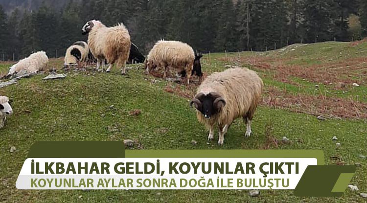 Yakakent'te koyunlar aylar sonra doğa ile buluştu