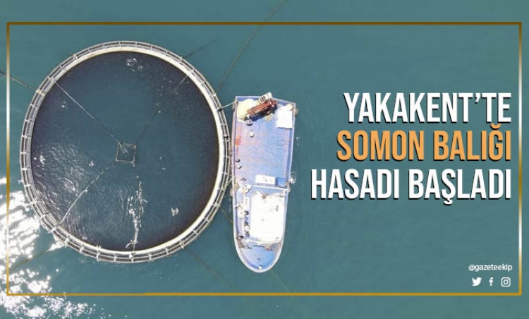 Yakakent'te Somon Balığı hasadı başladı