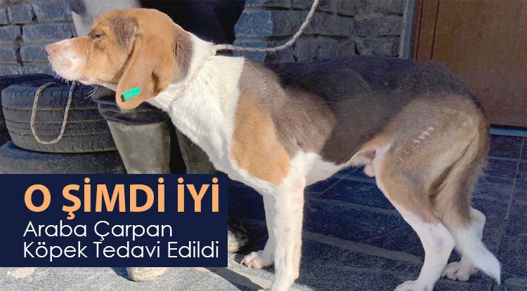 Yaralı köpeğe Büyükşehir şefkati
